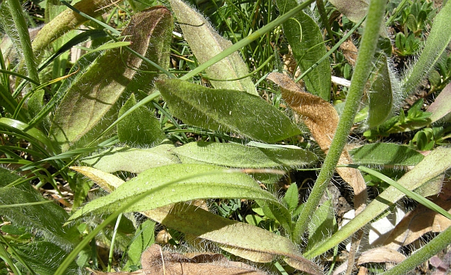 Pilosella cymosa (=Hieracium cymosum) / Pelosella cimosa